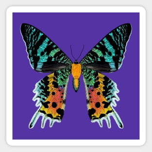 Madagascan Sunset Moth Illustration Magnet